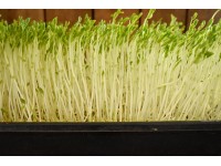 Peas organic shoots, tray